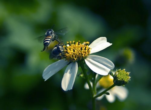 Bee And Flower