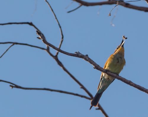 bee eater bird australia