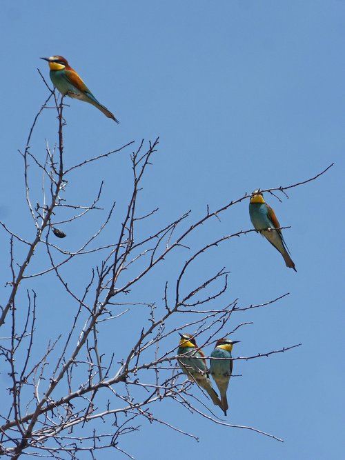 bee-eater  abellarol  branches
