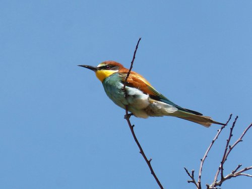 bee-eater  ave  branch