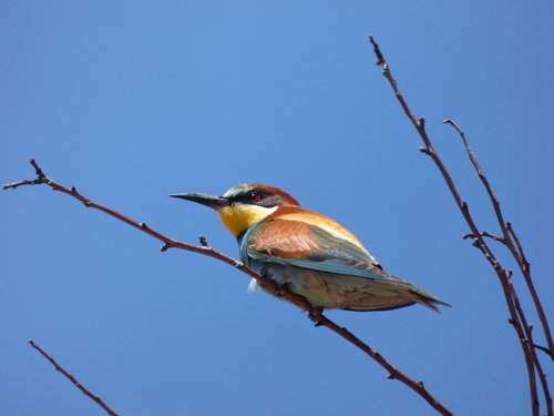 bee-eater  abellerol  merops apiaster