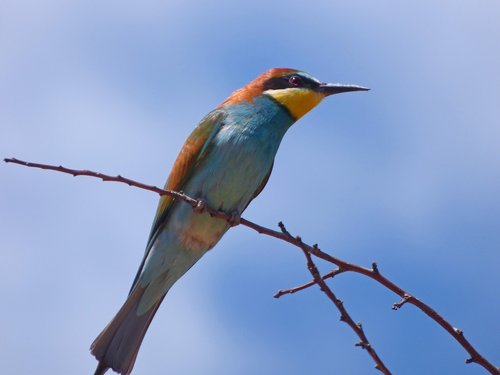 bee-eater  abellerol  merops apiaster