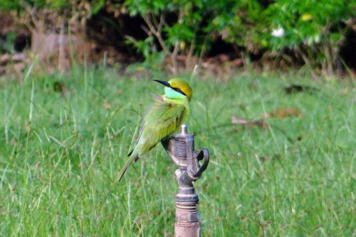 bee eater bird small