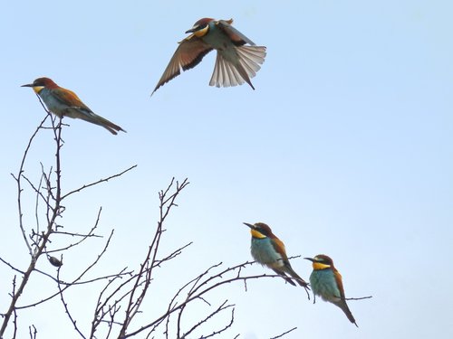 bee eaters  fly  branch