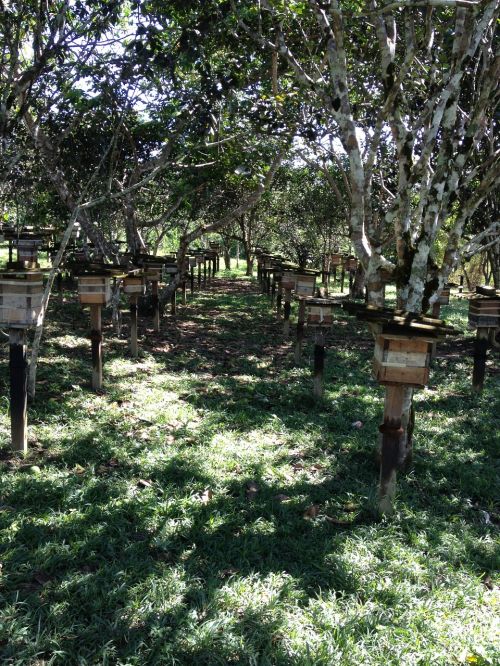 bee farm nature landscape