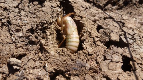 bee grub insect creature