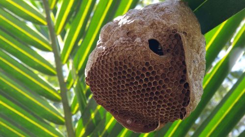 bee hive bee palm