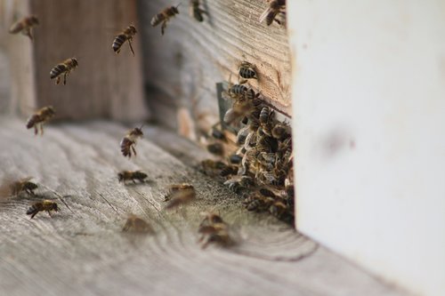 bee honey  bees  bee