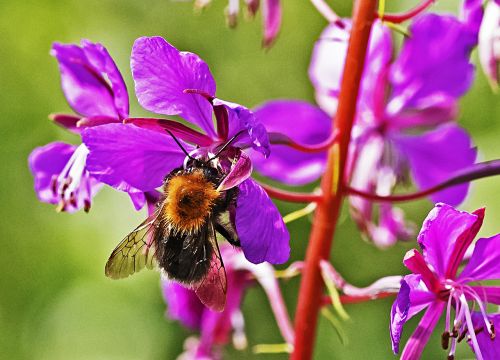 bee in bloom summer plant