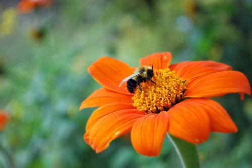 Bee On A Beautiful Orange Flower