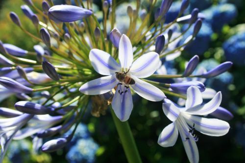 Bee On Agapanthus Flower