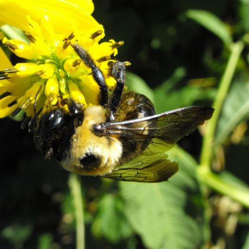 Bee On Flower