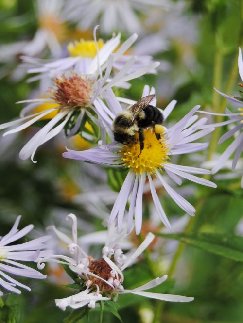 Bee On Flower