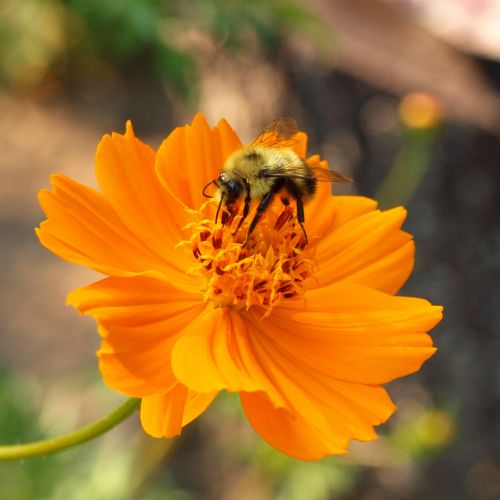 Bee On Flower