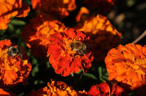 Bee On Flower