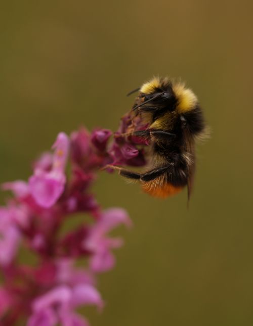 Bee On Flower