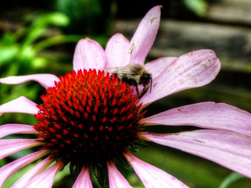 Bee On Flower