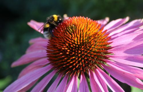 bee on flower pink flower 2 coloured flower