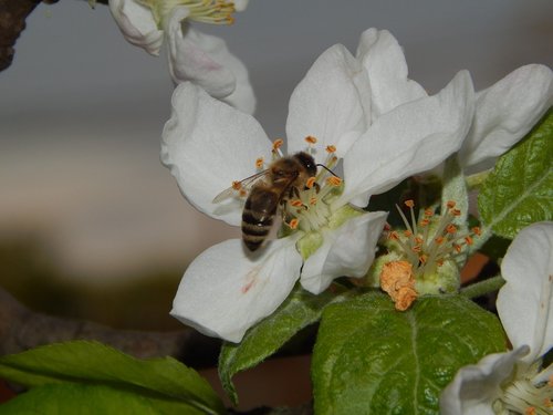 bee on flower  nature  flora