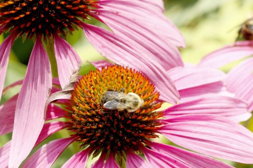 Bee On Flowerhead