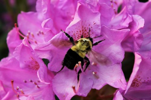 Bee On Flowers - 01