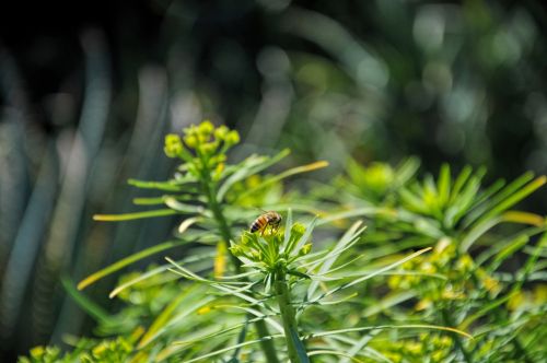 Bee On Flowers