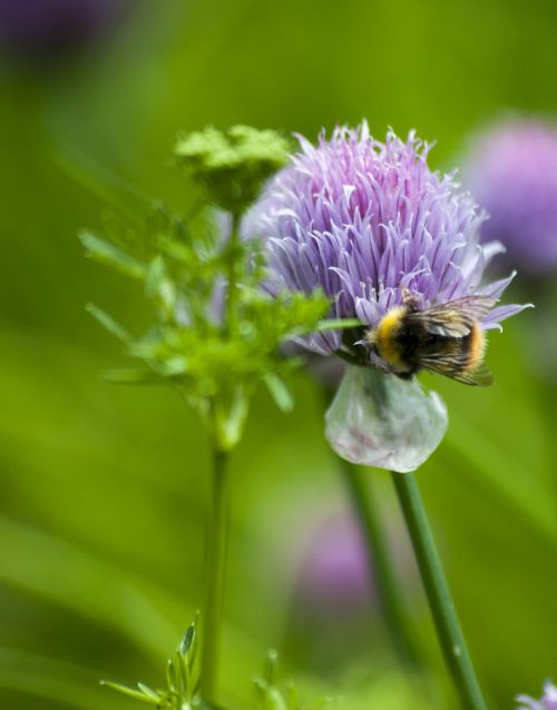 Bee On Sage