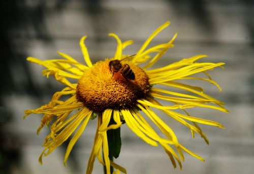 Bee On Yellow Aster