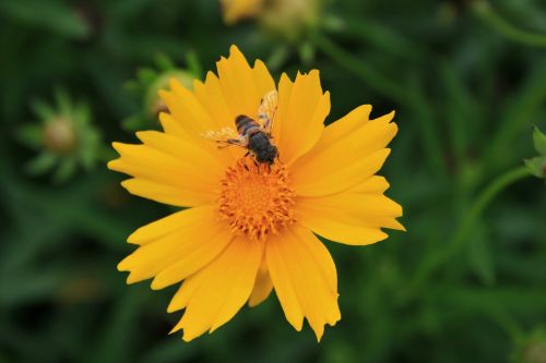 Bee On Yellow Daisy 2