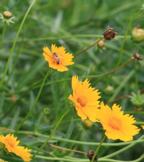 Bee On Yellow Daisy