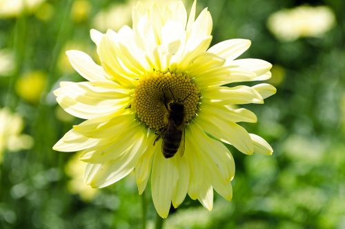 Bee On Yellow Flower