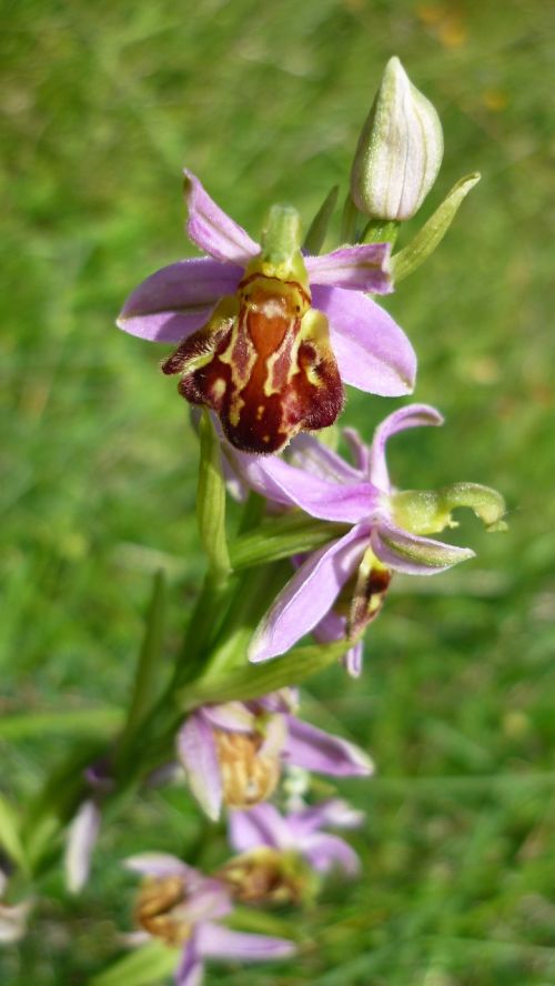 bee orchid german orchid variety botteronii