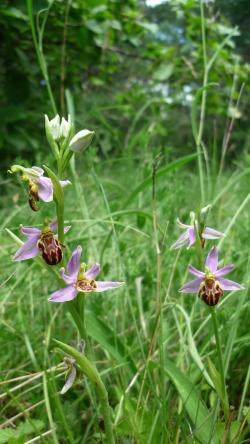 bee orchid next variety friburgensis