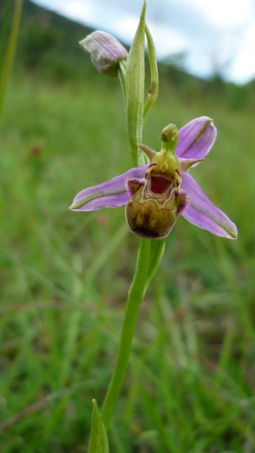 bee orchid marmorata german orchid