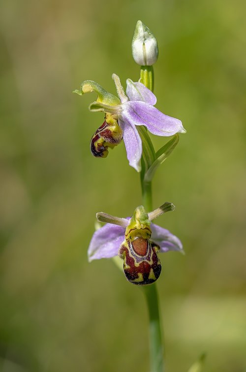 bee orchid  wildflower  flora