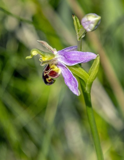 bee-orchid  wildflower  rare