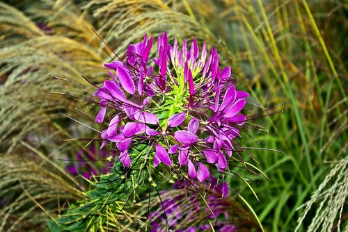 bee plant at olbrich  flower  blossom