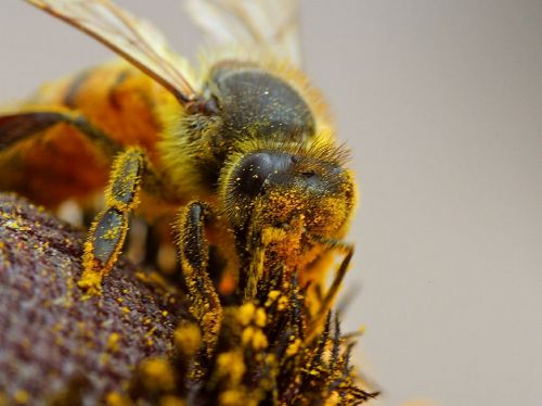bee pollinating macro close up