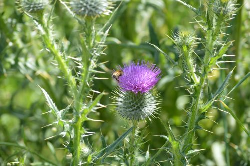 Bee Pollinating Thistle