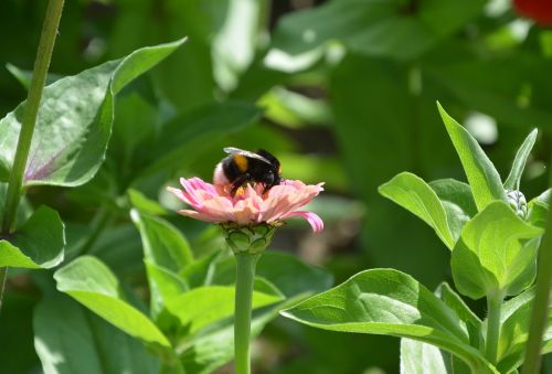 bee resting on a flower flower bee