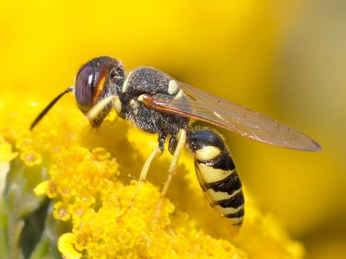 insect plant nature