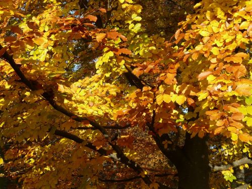 beech fagus sylvatica fagus