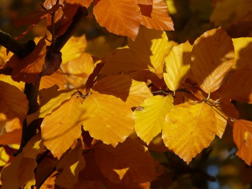 beech fagus sylvatica fagus