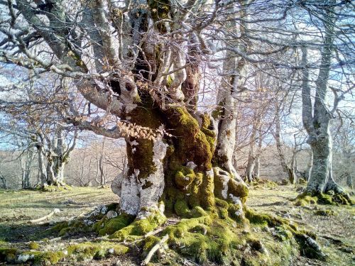 beech hayedo forest