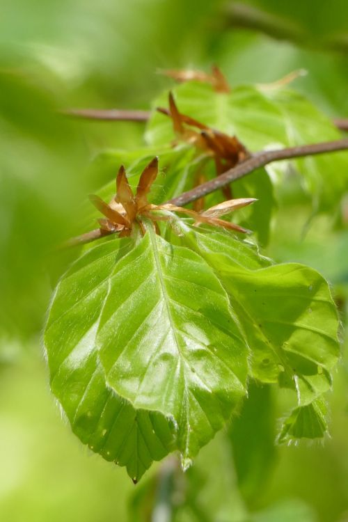 beech leaf plant