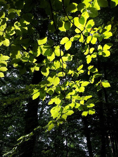 beech tree back light