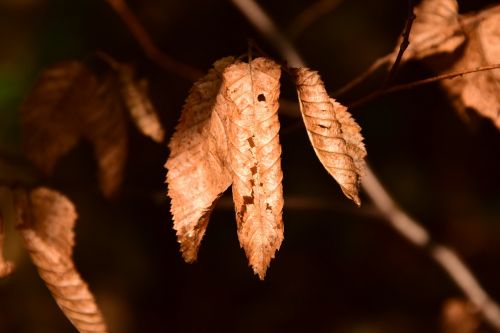 beech beech leaves leaves