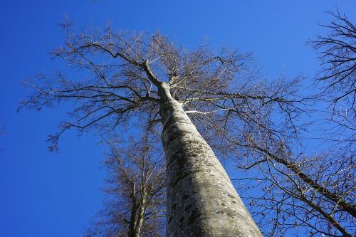 beech winter forest cold