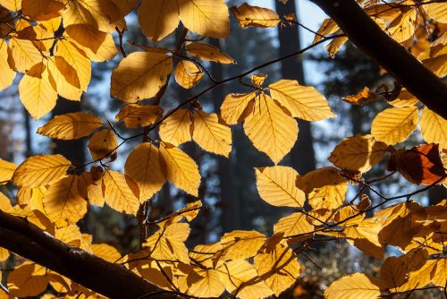 beech tree autumn