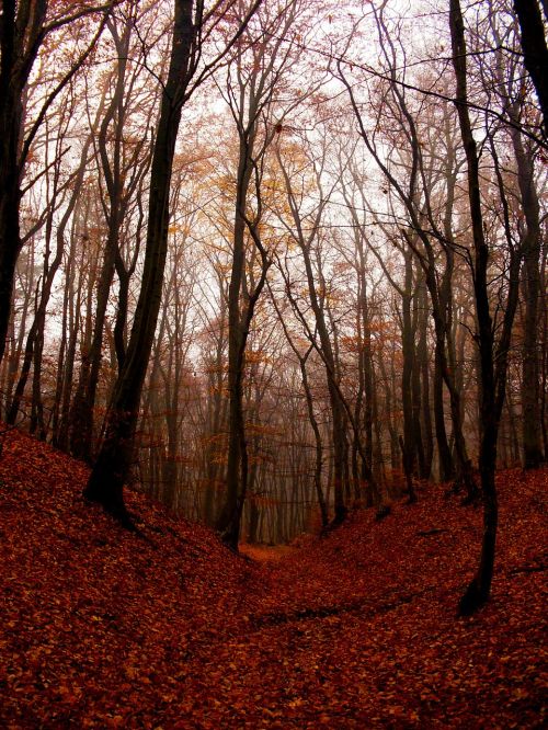 beech forest wood